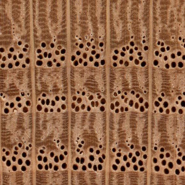 Red oak endgrain showing open pores