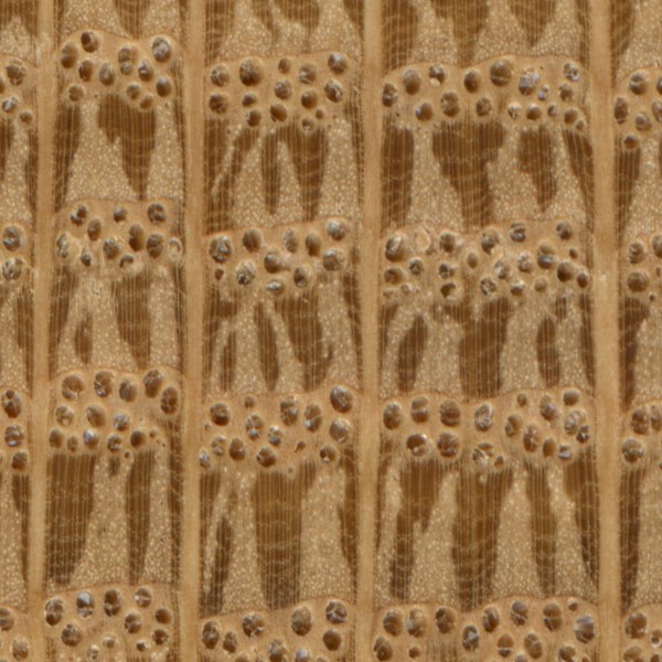 White oak endgrain with tighter pores